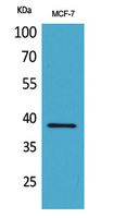 a06475 cer1 primary antibodies wb testing 2