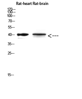 a06475 cer1 primary antibodies wb testing 3