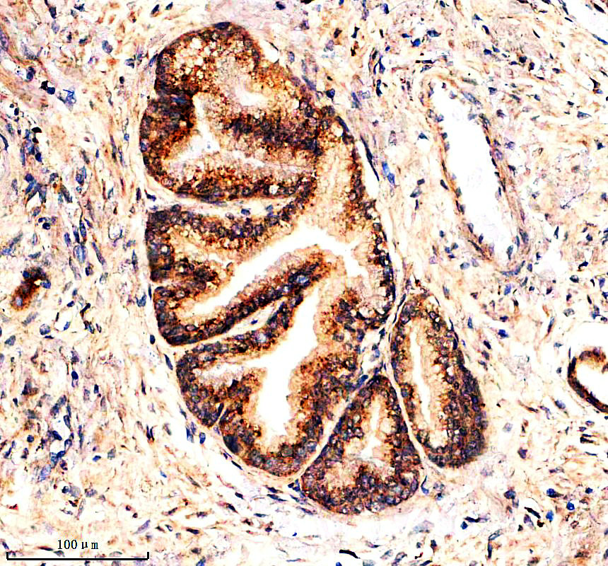 a06476 1 lgmn primary antibodies ihc testing 1