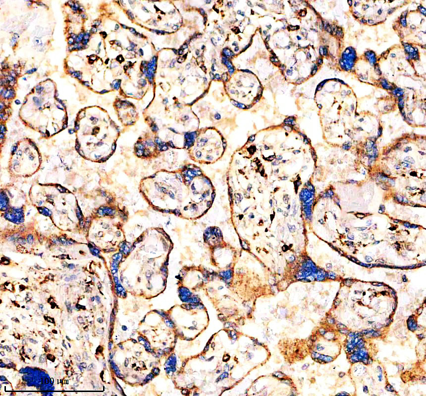 a06476 1 lgmn primary antibodies ihc testing 2