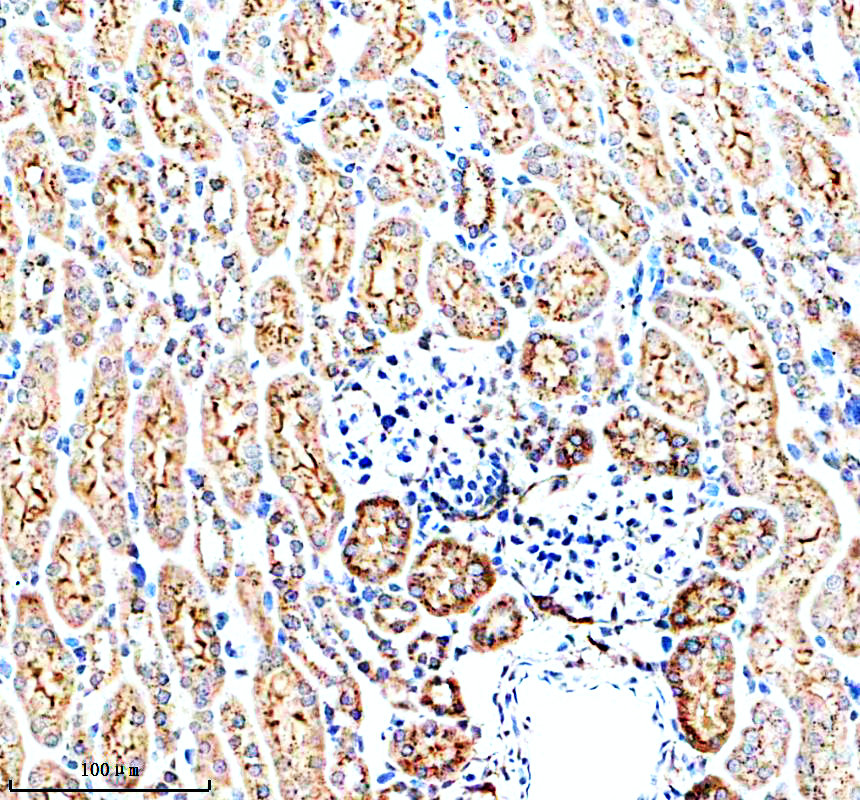 a06476 1 lgmn primary antibodies ihc testing 3