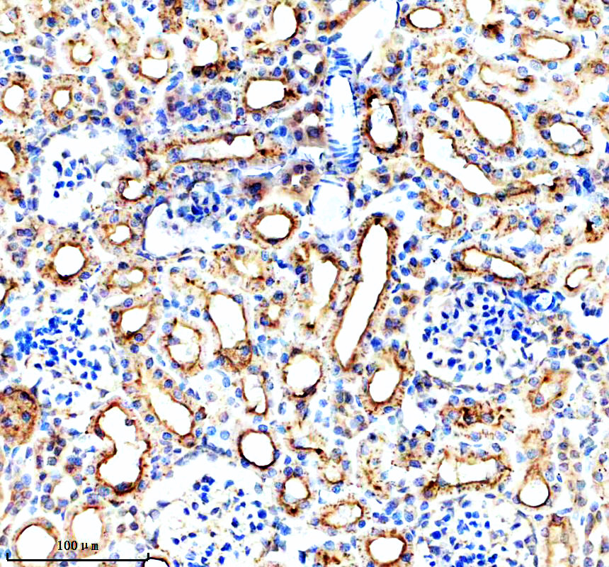 a06476 1 lgmn primary antibodies ihc testing 4