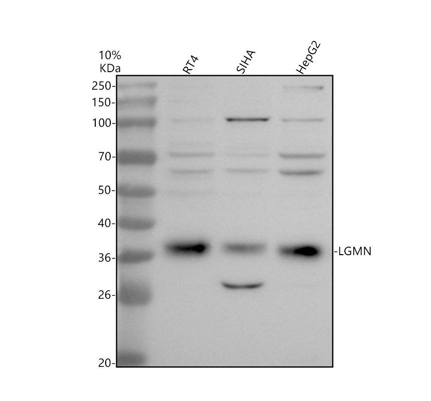 a06476 1 lgmn primary antibodies wb testing 1
