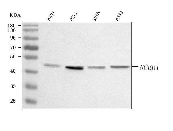 a06478 1 nceh1 primary antibodies wb testing 1