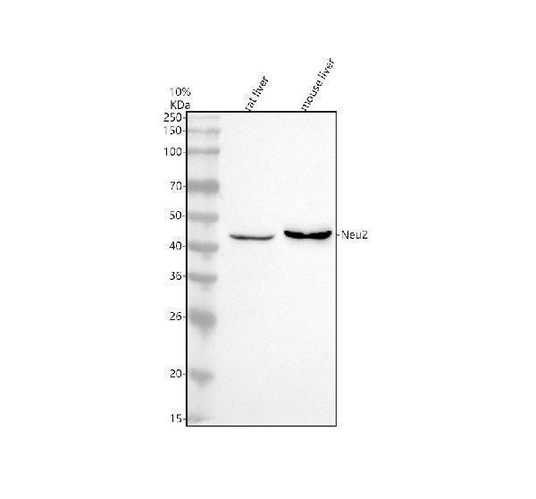 Western blot analysis of NEU2 using anti-NEU2 antibody (A06481-1)