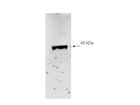 Western blot analysis using Boster Immunochemical's Affinity Purified anti-Neu2 antibody to detect recombinant His tagged Neu-2 (1