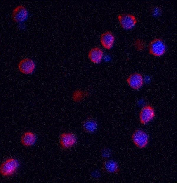 Immunofluorescence of IQSEC1 in A-20 cells with IQSEC1 antibody at 2 μg/mL