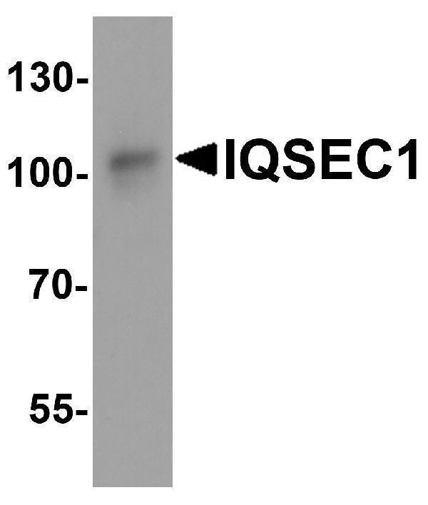 Western blot analysis of IQSEC1 in A20 cell lysate with IQSEC1 antibody at 1 μg/ml