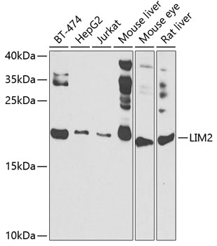 a06483 lim2 primary antiboties wb testing 1