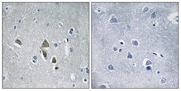 Immunohistochemistry analysis of paraffin-embedded human brain tissue, using OAZ1 Antibody