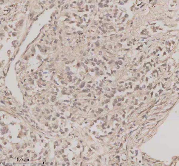 a06486 4 oaz1 primary antibodies ihc testing 3