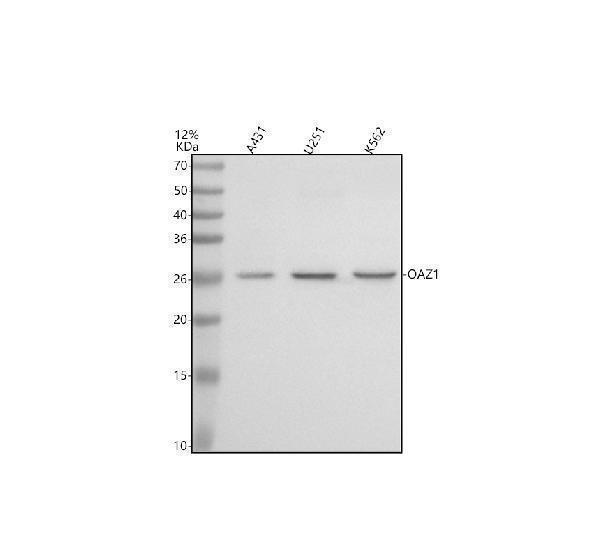 Western blot analysis of OAZ1 using anti-OAZ1 antibody (A06486-4)