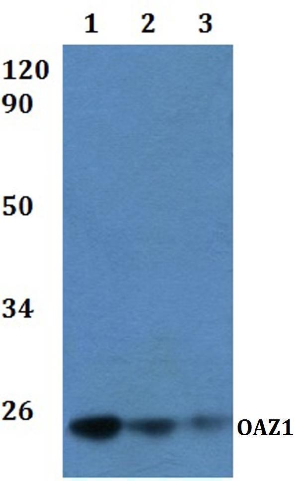 Western blot (WB) analysis of OAZ1 polyclonal antibody at 1:500 dilution  Lane1:HEK293T whole cell lysate
Lane2:RAW264