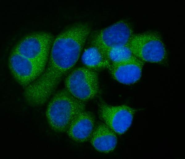 a06487 1 rpl32 primary antibodies if testing 6