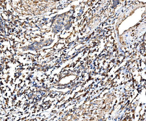  IHC analysis of RPL32 using anti-RPL32 antibody (A06487-1)