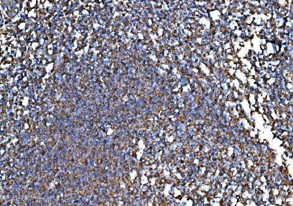 a06487 1 rpl32 primary antibodies ihc testing 4