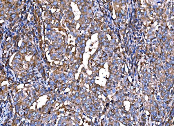 a06487 1 rpl32 primary antibodies ihc testing 5