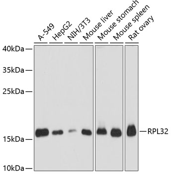 a06487 rpl32 primary antiboties wb testing 1