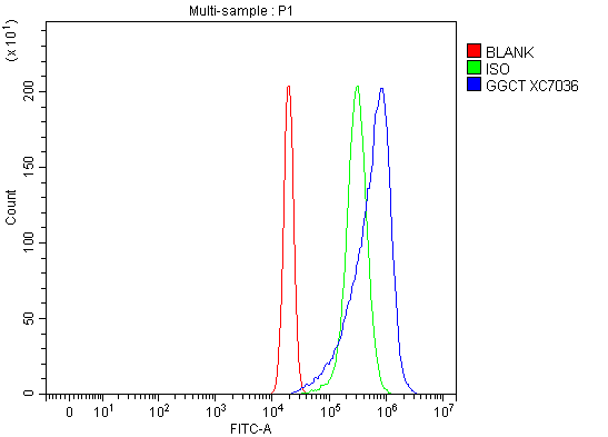 Flow Cytometry analysis of RT4 cells using anti-GGCT antibody (A06488-2)