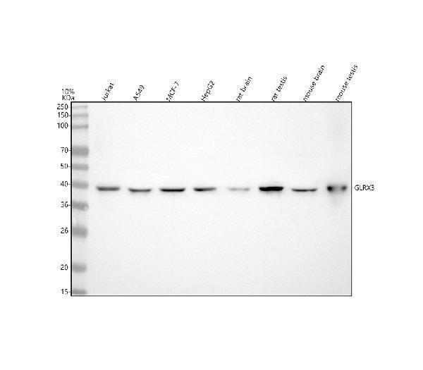 Western blot analysis of GLRX3 using anti-GLRX3 antibody (A06489)