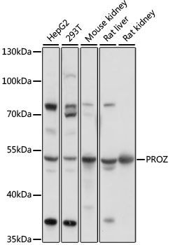 Western blot analysis of extracts of various cell lines, using PROZ antibody  at 1:1000 dilution