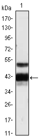 Western Blot analysis using Protein Z Monoclonal Antibody against human plasma (1)