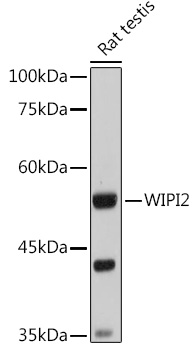 a06492 1 wipi2 primary antiboties wb testing 2
