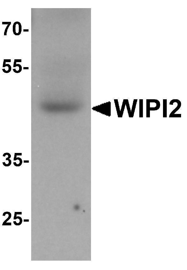 a06492 wipi2 primary antibodies wb testing 1