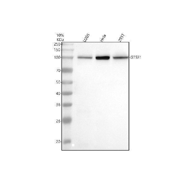 Western blot analysis of GTSE1 using anti-GTSE1 antibody (A06497-2)