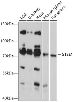 a06497 gtse1 primary antiboties wb testing 1