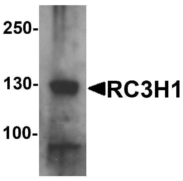 a06498 rc3h1 primary antibodies wb testing 1