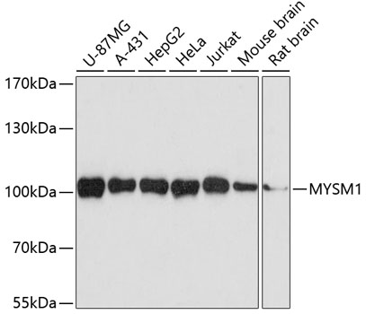 a06500 1 mysm1 primary antiboties wb testing 1