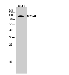 a06500 mysm1 primary antibodies wb testing 2