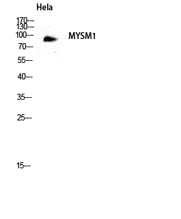 a06500 mysm1 primary antibodies wb testing 3