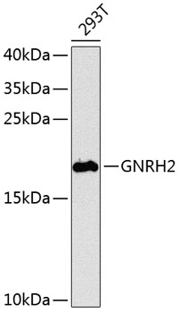 Western blot analysis of extracts of 293T cells, using GNRH2 antibody  at 1:1000 dilution