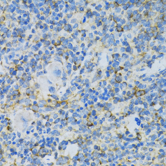 a06505 rpl13 primary antiboties ihc testing 3