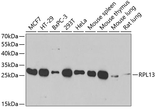 a06505 rpl13 primary antiboties wb testing 1