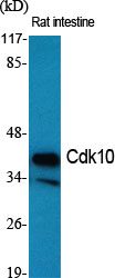 a06507 1 cdk10 primary antibodies wb testing 2