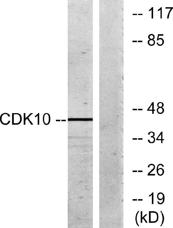 a06507 1 cdk10 primary antibodies wb testing 4