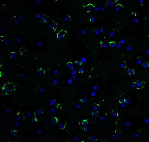 a06509 1 cradd primary antibodies if testing 4