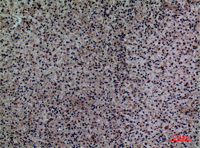 a06510 1 siglec5 primary antibodies ihc testing 1