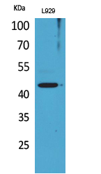 a06510 1 siglec5 primary antibodies wb testing 2