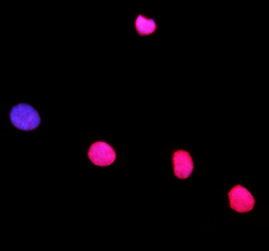 a06512 eppin primary antibodies if testing 1