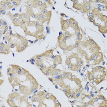 Immunofluorescence analysis of HeLa cells using BPGM Rabbit pAb  at dilution of 1:100