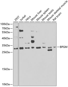 Western blot analysis of extracts of various cell lines, using BPGM antibody  at 1:1000 dilution