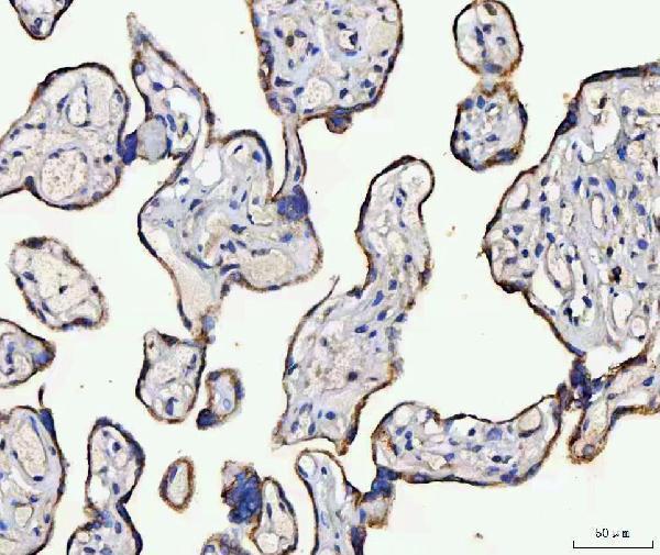 a06515 2 mccc2 primary antibodies ihc testing 4