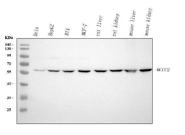  Western blot analysis of MCCC2 using anti-MCCC2 antibody (A06515-2)