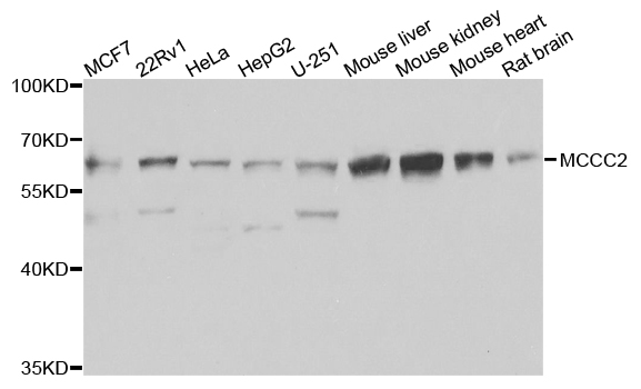 a06515 mccc2 primary antiboties wb testing 1