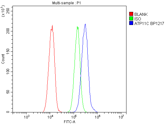  Flow Cytometry analysis of A549 cells using anti-ATP11C antibody (A06516-1)