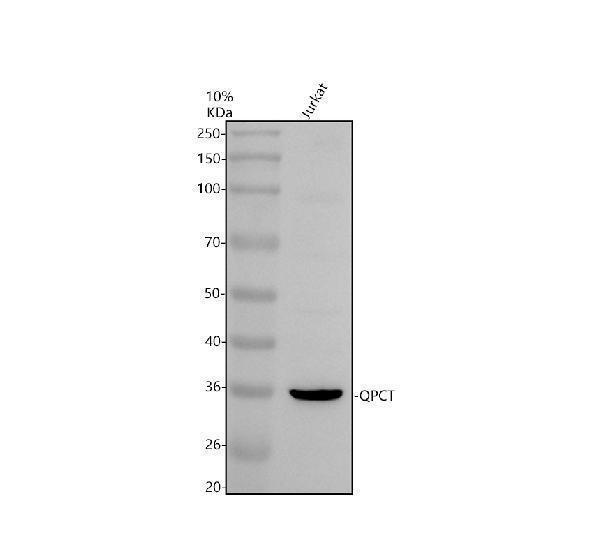 Western blot analysis of QPCT using anti-QPCT antibody (A06517-1)